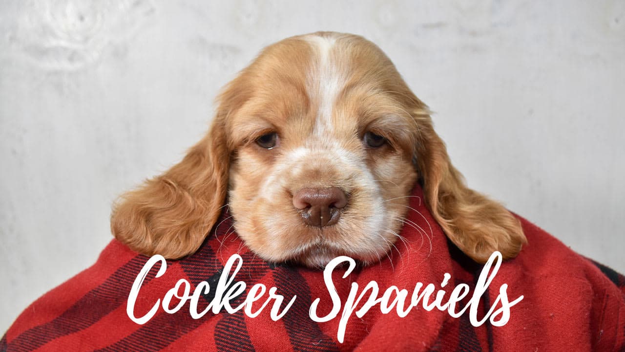 A group of Cocker Spaniel puppies