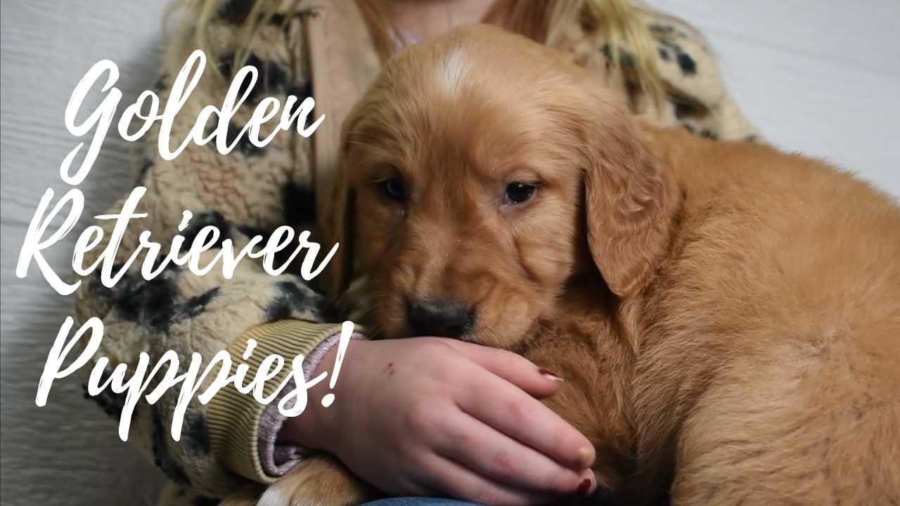 A group of Golden Retriever puppies