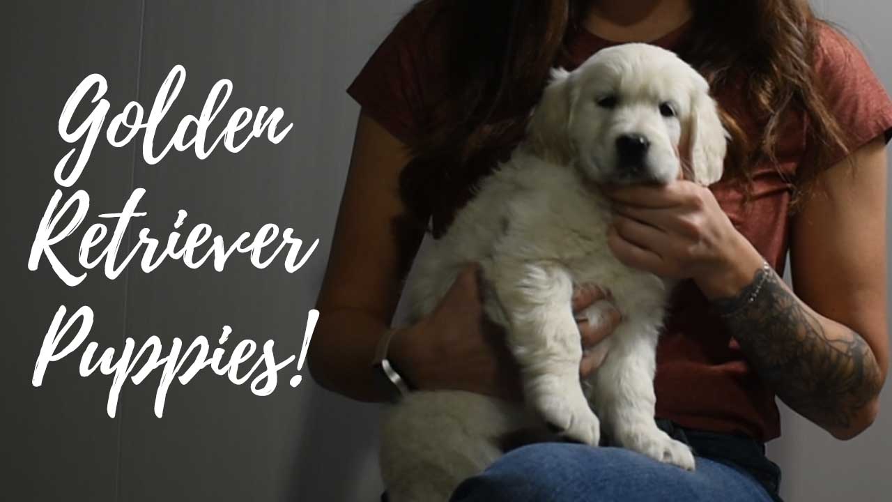 A group of Golden Retriever puppies