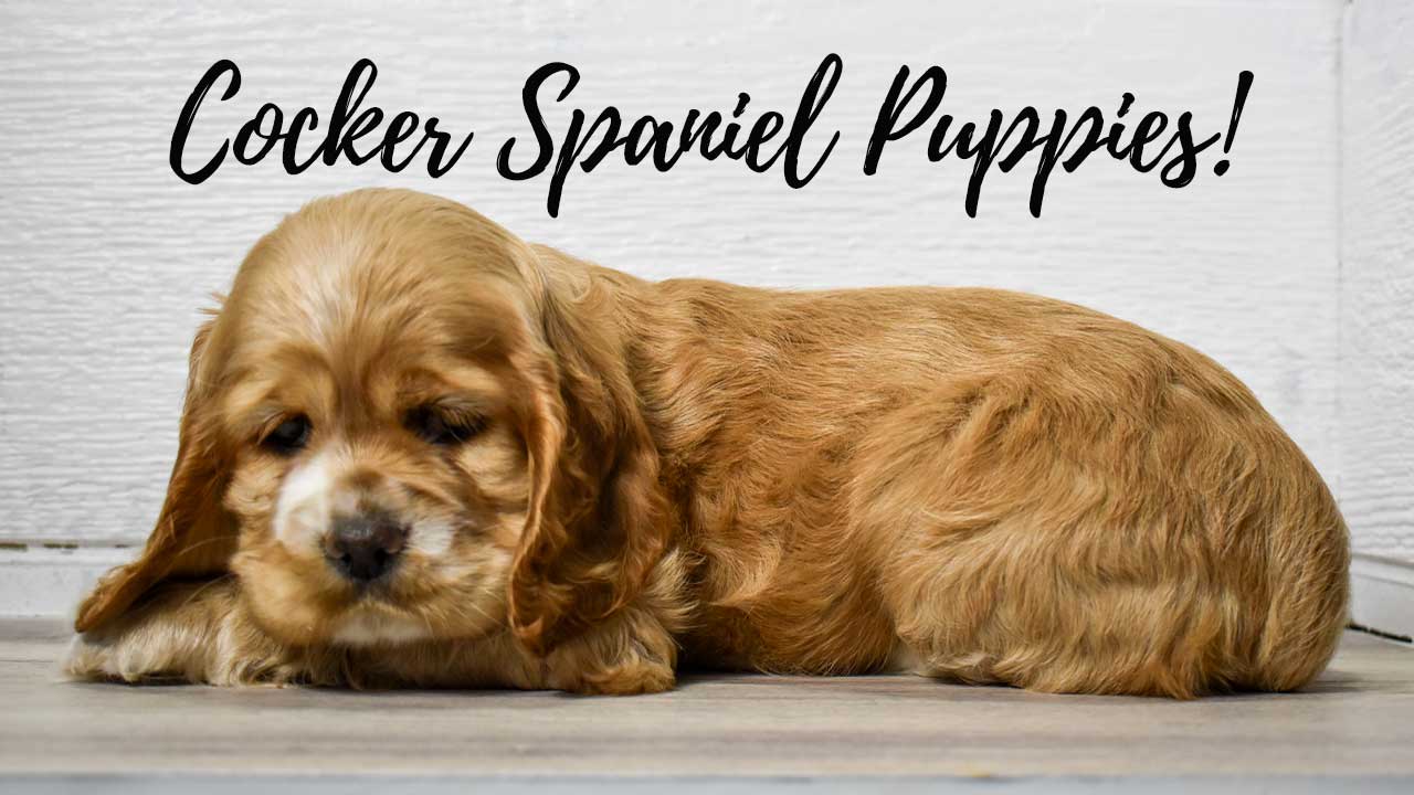 A group of Cocker Spaniel puppies