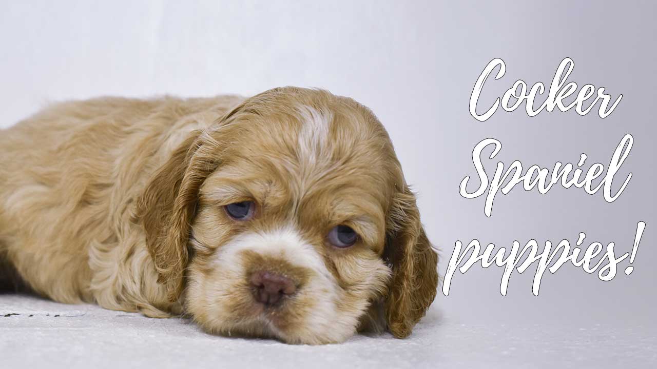 A group of Cocker Spaniel puppies