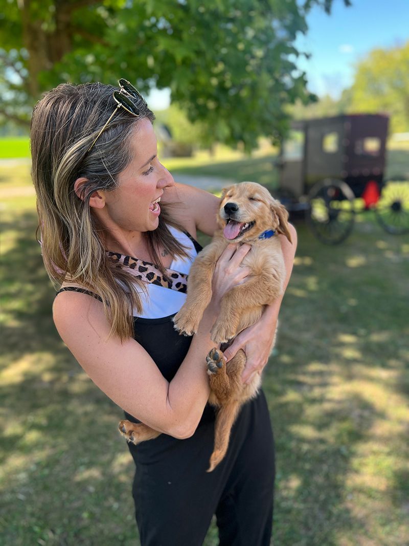 A golden retriever puppy for sale in Sheridan Michigan