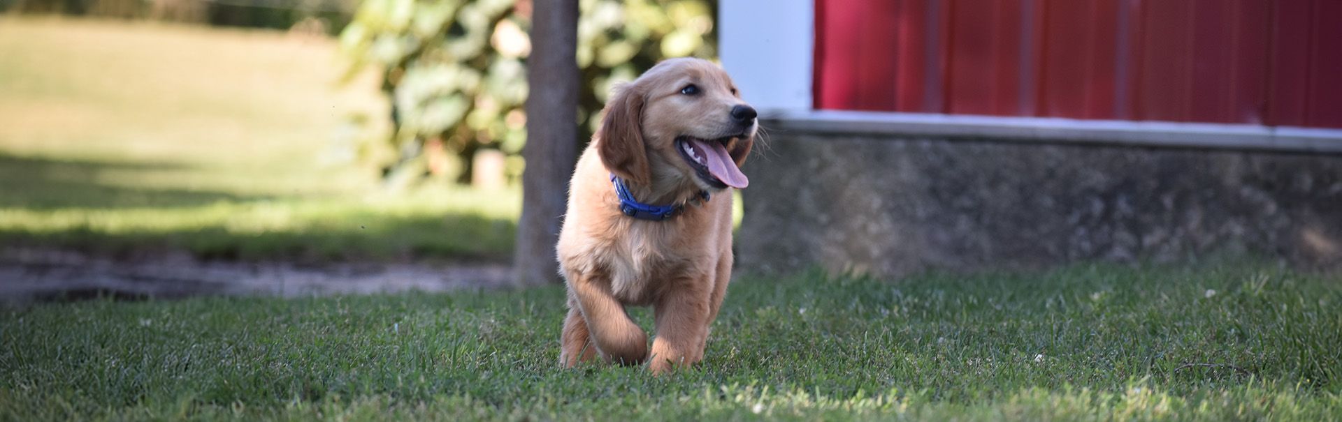 A golden retriever puppy for sale in Sheridan MI