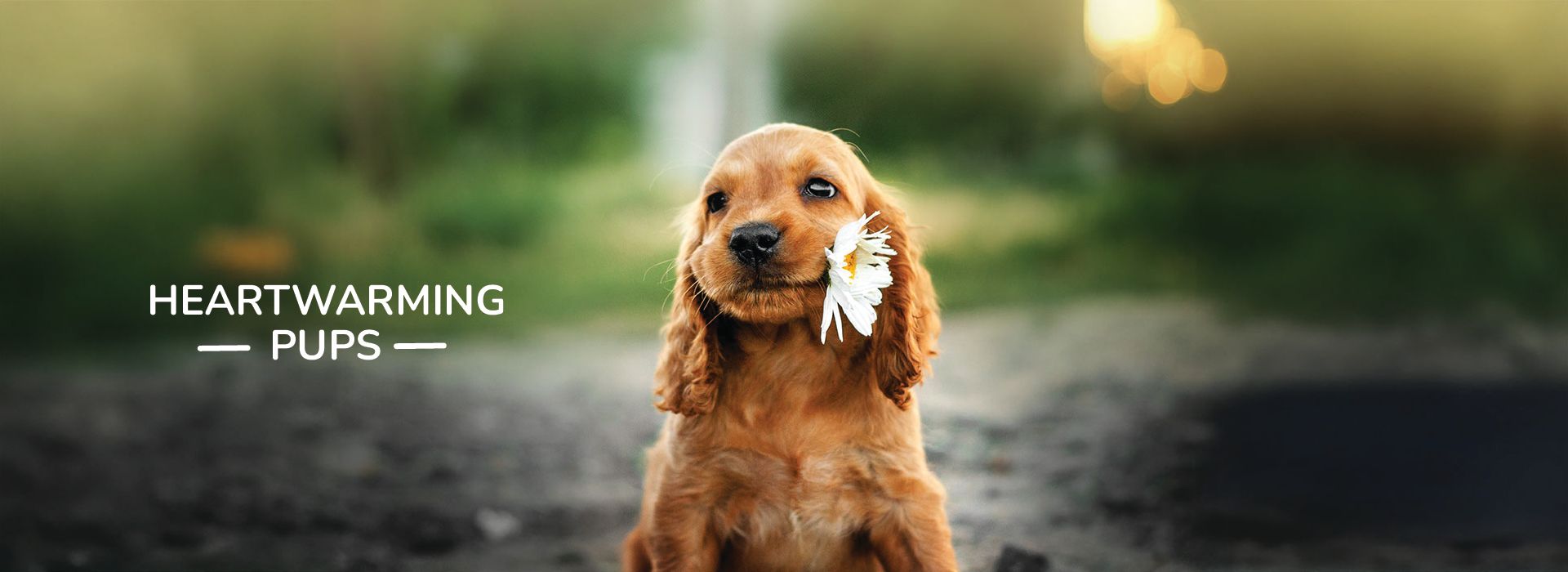 a puppy standing in a garden